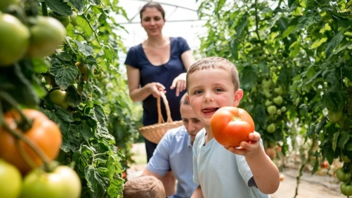 Quinzaine de la tomate